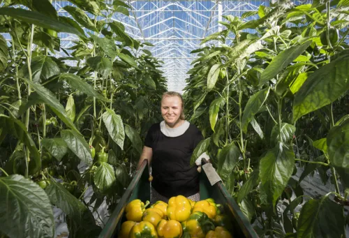 Harvesting bell peppers in green house in the Netherlands