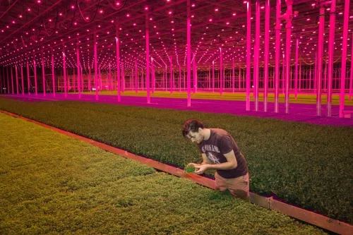 Koppert Cress greenhouse